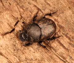 Onthophagus similis