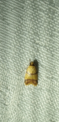 Heteroteucha translatella