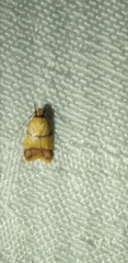 Heteroteucha translatella