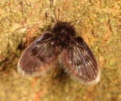 Peripsychoda auriculata