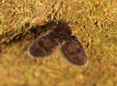 Peripsychoda auriculata