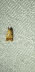 Heteroteucha translatella