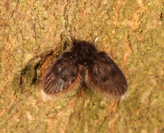Peripsychoda auriculata