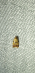 Heteroteucha translatella