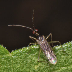 Dicyphus hesperus