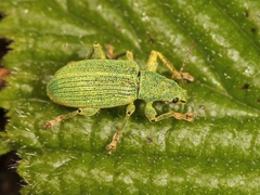 Polydrusus planifrons