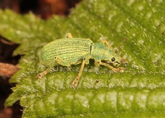 Polydrusus planifrons