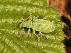 Polydrusus planifrons