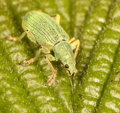 Polydrusus planifrons