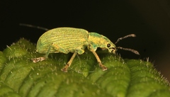 Polydrusus planifrons