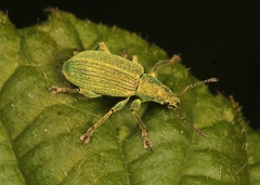 Polydrusus planifrons