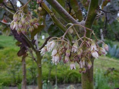 Solanum betaceum