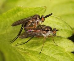 Rhaphium