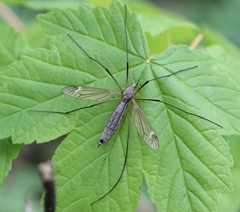 Tipula luna