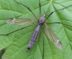 Tipula luna