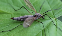 Tipula luna