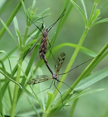 Tipula varipennis
