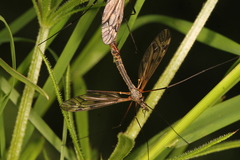 Tipula varipennis