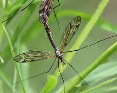 Tipula varipennis