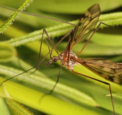 Tipula varipennis
