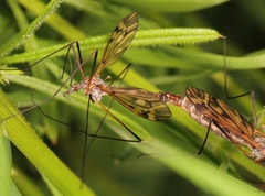 Tipula varipennis
