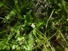 Rorippa laciniata