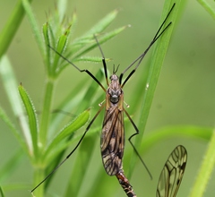 Tipula varipennis