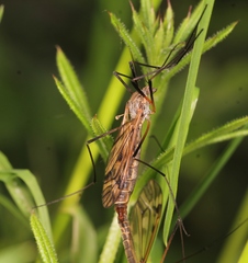 Tipula varipennis