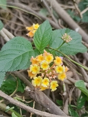 Lantana camara