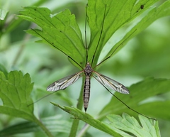 Tipula vittata