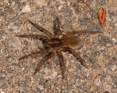Trochosa terricola