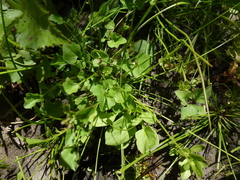 Rorippa laciniata