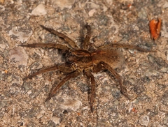 Trochosa terricola