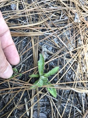 Cirsium repandum