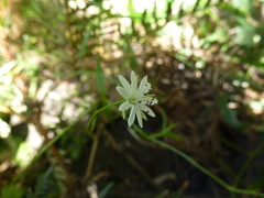 Stellaria angustifolia