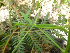 Stellaria angustifolia