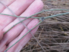 Equisetum × trachyodon