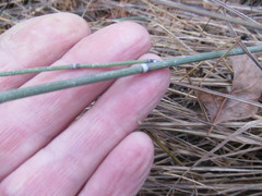 Equisetum × trachyodon