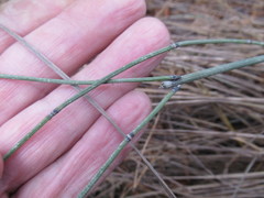 Equisetum × trachyodon