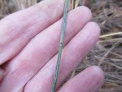 Equisetum × trachyodon