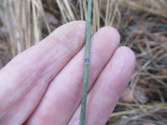 Equisetum × trachyodon