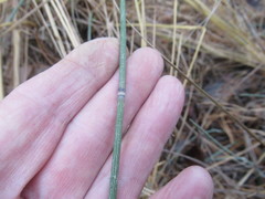 Equisetum × trachyodon