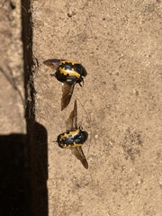 Phoxomela umbrosa