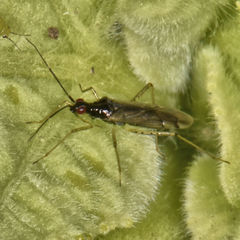 Dicyphus hesperus