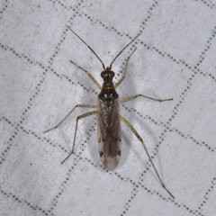 Dicyphus hesperus