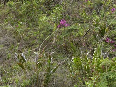 Epidendrum jamiesonis