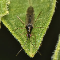 Dicyphus hesperus