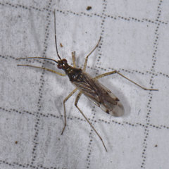 Dicyphus hesperus