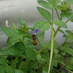 Apis cerana