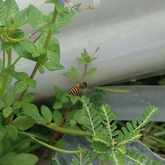 Apis cerana